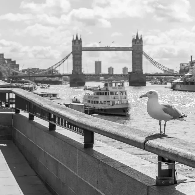 London Summer - Sebastian Schollmeyer